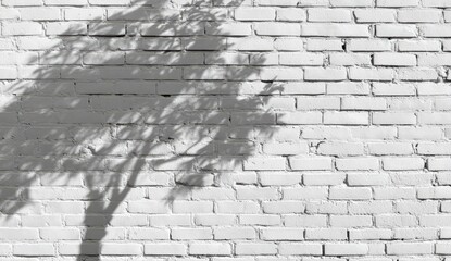 Tree shadow on a white brick wall (1)