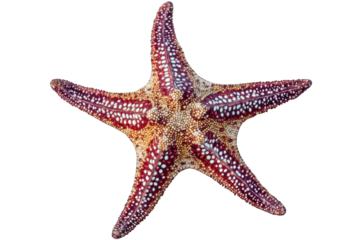 Isolated starfish resting against a neutral background, showcasing its vibrant colors and distinct texture as a unique ocean creature