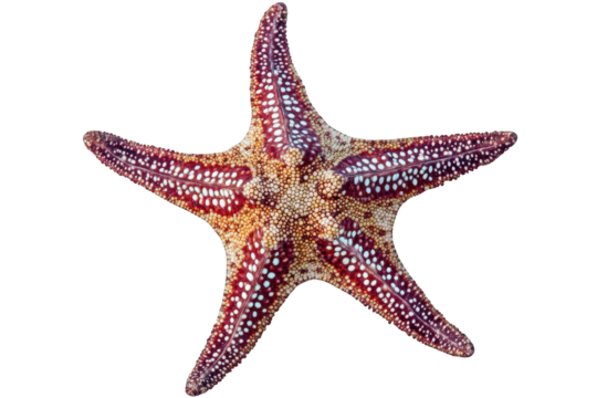 Isolated starfish resting against a neutral background, showcasing its vibrant colors and distinct texture as a unique ocean creature