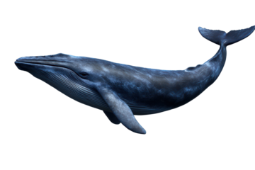 Blue whale swimming gracefully in open waters with a transparent background, showcasing its majestic features and powerful form