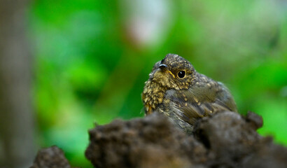 Young robin // junges Rotkehlchen (Erithacus rubecula) 
