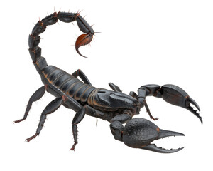 scorpion halloween isolated on white background