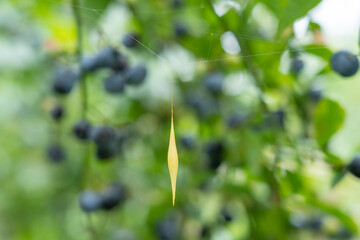 ブルーベリー園で見つけたシロオビトリノフンダマシの卵のう