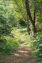 Fototapeta premium 緑の小径