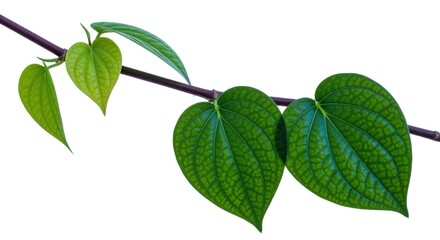 Naklejka premium Betel Vine Leaves: Vibrant Green Foliage on a Branch, Isolated Against White Background