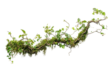 Twisted wild liana with messy jungle vines showcasing lush green leaves and moss in a vibrant tropical environment