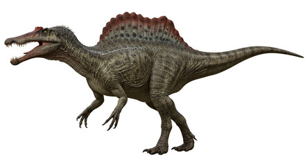 A full body view of a spinosaurus with its mouth open standing on a white background