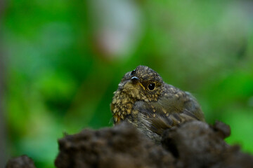 junges Rotkehlchen (Ästling) // young robin (Erithacus rubecula) 