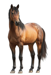 Obraz premium Full shot of a light brown horse (1)