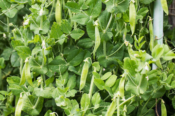 Fototapeta premium Green pea pods growing in the garden. Agriculture 