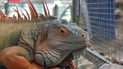 its distinctive textured skin, prominent dorsal spines, and facial features