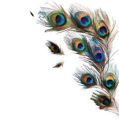 Obraz premium Peacock feather cluster against black