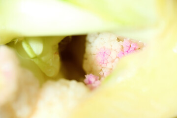 Close up of cauliflower turn purple