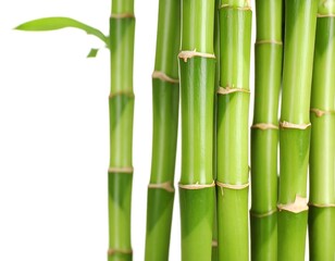 Obraz premium Close-up of vibrant green bamboo stalks (1)