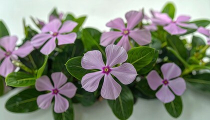 Vinca