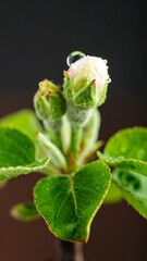 Close-up of delicate apple blossoms