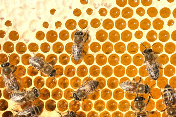 Nectar and honey from meadow and wild flowers.
