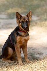 A German Shepherd (Canis lupus familiaris), known as Alsatian in Britain, photographed as a young pup in India.