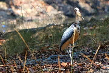 A Lesser Adjutant (Leptoptilos javanicus), a giant stork with a bare head and neck perfectly adapted for scavenging, photographed in Bandhavgarh National Park, Madhya Pradesh, India.