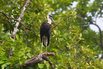 The Woolly-necked Stork (Ciconia episcopus), a large species from the Ciconiidae family, photographed at Bandhavgarh National Park, Madhya Pradesh, India.