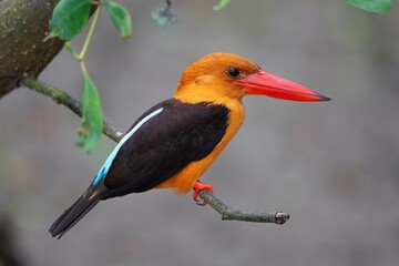 The Brown-winged Kingfisher (Pelargopsis amauroptera) in its natural habitat at Bhitarkanika, Odisha, India.