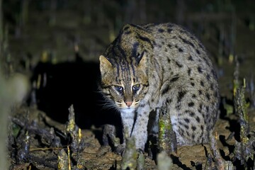 A Fishing Cat (Prionailurus viverrinus) located in Bhitarkanika National Park, Odisha, India.