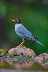 Obraz premium Male Indian Blackbird (Turdus simillimus) spotted in Ratnagiri, Maharashtra, India.