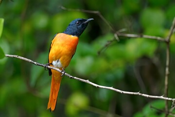 Male Orange Minivet (Pericrocotus flammeus) spotted in the biodiverse region of Ratnagiri, Maharashtra, India.