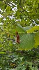 
a brown caterpillar eats tree leaves, sits on a tree leaf, summer season, lush green foliage