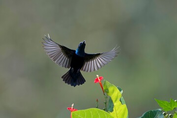 The Purple Sunbird (Cinnyris asiaticus), a petite member of the Sunbird family, is indigenous to...