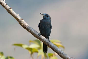 An adult male Blue Rock-Thrush (Monticola solitarius) displaying its distinctive dark blue plumage, delivers a melodious, blackbird-like song amidst the natural settings of Pune, Maharashtra, India.