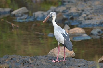 Obraz premium The Asian Openbill (Anastomus oscitans) is a member of the stork family (Ciconiidae), often spotted in Pune, Maharashtra, India. It is a large wading bird known for its distinctive beak.