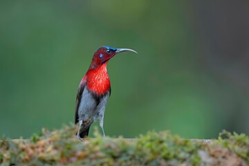 Male Vigors Sunbird (Aethopyga vigorsii), spotted in Ratnagiri, Maharashtra, India.