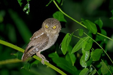 Endemic Andaman Scops Owl (Otus balli), captured in its natural habitat in the Andaman and Nicobar Islands, India.
