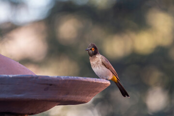 Bulbul du Cap posé sur une fontaine à oiseaux
