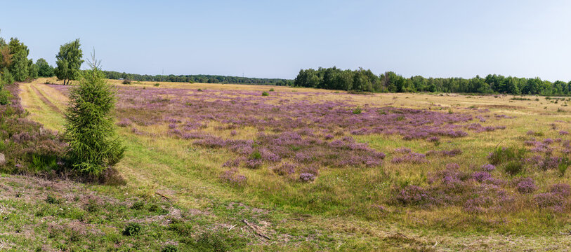 Drover Heide im Kreis D&uuml;ren, ehemaliges milit&auml;risches &Uuml;bungsgel&auml;nde nach 100 Jahren Nutzung zur Zeit der Heidebl&uuml;te. Heide ensteht bevorzugt auf armen und stark verdichteten B&ouml;den. 