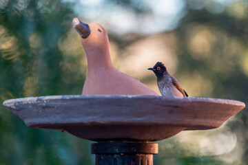 Bulbul du Cap posé sur une fontaine à oiseaux