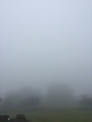 a misty expanse of green grass
