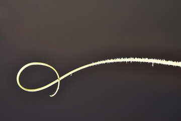 spiraling tendril of a cucumber plant on a black,empty background