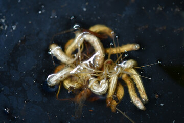 rat-tailed maggot, larva of the common drone fly