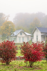Red autumn colors on bushes by the old wooden houses in a park