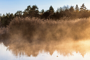 Foggy morning at a reedbed in lake at autumn