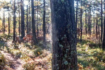 Pine tree with condensation from the tree trunk