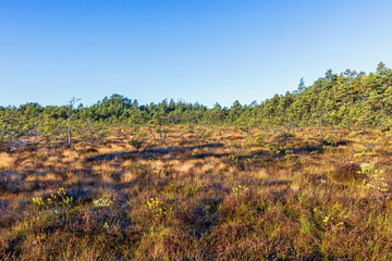 Bog landscape with pine trees in autumn