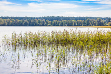 Lake with growing reeds at the lakeshore
