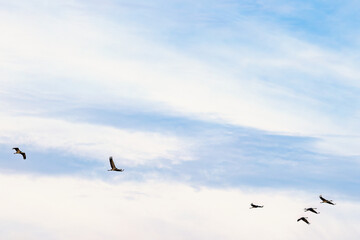 Flock of Cranes flying on the sky