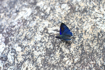 a beautiful blue butterfly feeding on the rock
