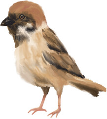 Cute Animal Sparrow Bird Illustration.