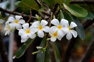 a bunch of white frangipani flowers on the tree and green leaves in background with some droplets of water after rain