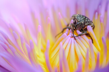 a giant flower beetle stay with pollen of the pink water lilly lotus